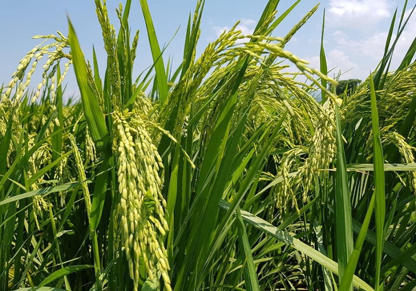 Siembra de arroz con semillas híbridas