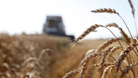 Campo de trigo en Stavropol, Rusia. Foto: Reuters.